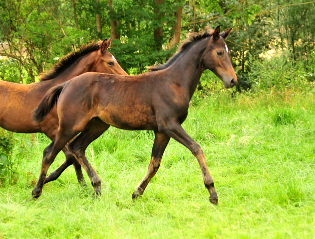 14. Juli 2016 - Trakehner Gestt  Hmelschenburg - Beate Langels