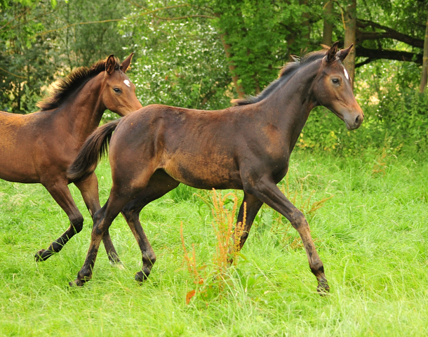 14. Juli 2016 - Trakehner Gestt  Hmelschenburg - Beate Langels