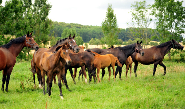 14. Juli 2016 - Trakehner Gestt  Hmelschenburg - Beate Langels