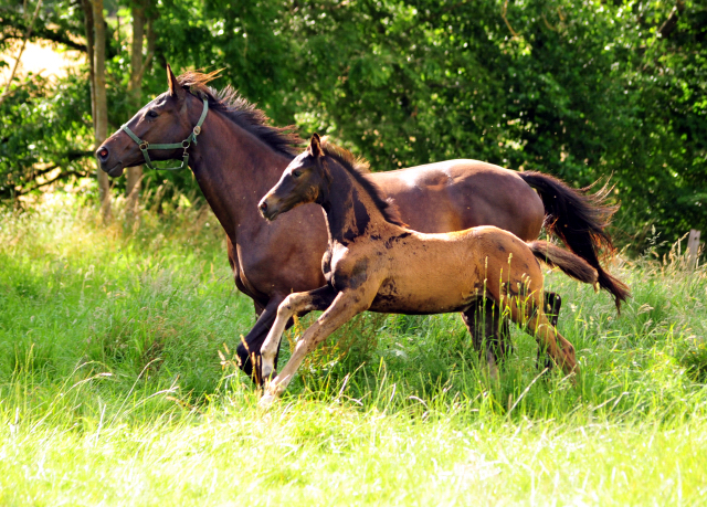 14. Juli 2016 - Trakehner Gestt  Hmelschenburg - Beate Langels