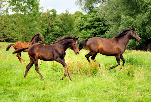 14. Juli 2016 - Trakehner Gestt  Hmelschenburg - Beate Langels