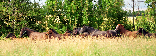 14. Juli 2016 - Trakehner Gestt  Hmelschenburg - Beate Langels