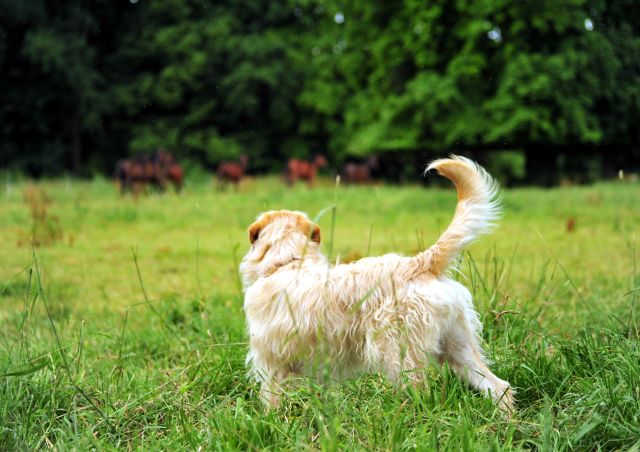 14. Juli 2016 - Trakehner Gestt  Hmelschenburg - Beate Langels