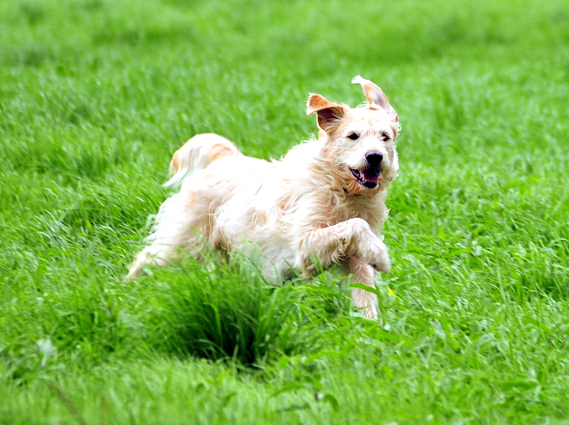 Oskar - 14. Juli 2016 - Trakehner Gestt  Hmelschenburg - Beate Langels