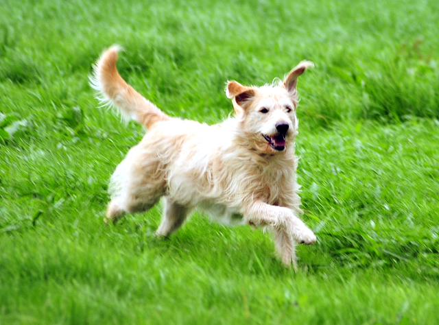 Oskar - 14. Juli 2016 - Trakehner Gestt  Hmelschenburg - Beate Langels
