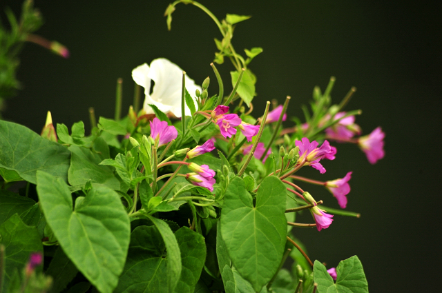 14. Juli 2016 - Trakehner Gestt  Hmelschenburg - Beate Langels