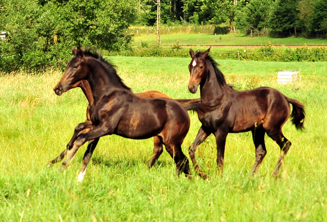 14. Juli 2016 - Trakehner Gestt  Hmelschenburg - Beate Langels