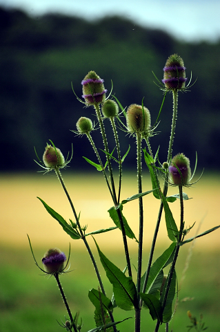 14. Juli 2016 - Trakehner Gestt  Hmelschenburg - Beate Langels