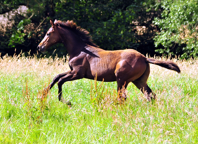 14. Juli 2016 - Trakehner Gestt  Hmelschenburg - Beate Langels