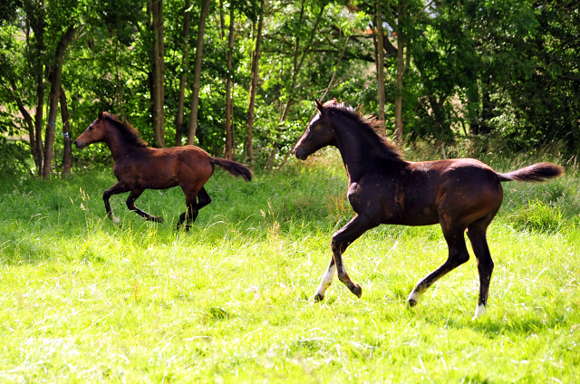 14. Juli 2016 - Trakehner Gestt  Hmelschenburg - Beate Langels