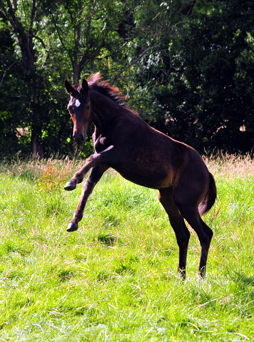 14. Juli 2016 - Trakehner Gestt  Hmelschenburg - Beate Langels