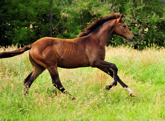 14. Juli 2016 - Trakehner Gestt  Hmelschenburg - Beate Langels