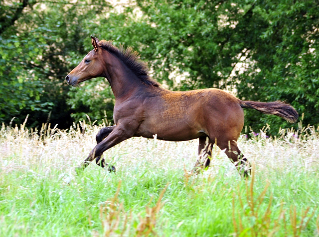 14. Juli 2016 - Trakehner Gestt  Hmelschenburg - Beate Langels