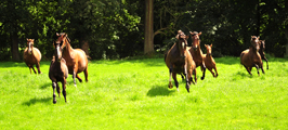 Die Hmelschenburger Pferde im August 2017 - Trakehner Gestt Hmelschenburg - Foto: Beate Langels