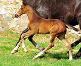 Mrz 2017- Foto: Beate Langels - Trakehner Gestt Hmelschenburg