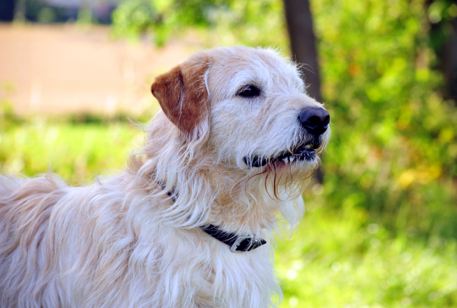 17. Juli 2016 - Trakehner Gestt  Hmelschenburg - Beate Langels