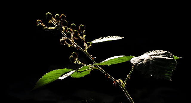 17. Juli 2016 - Trakehner Gestt  Hmelschenburg - Beate Langels