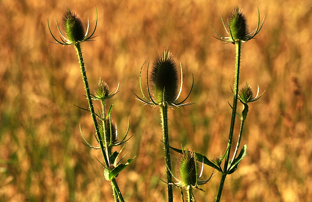 17. Juli 2016 - Trakehner Gestt  Hmelschenburg - Beate Langels