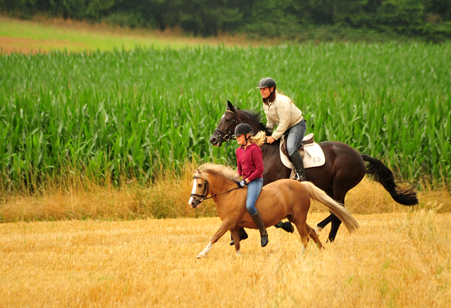 17. Juli 2016 - Trakehner Gestt  Hmelschenburg - Beate Langels