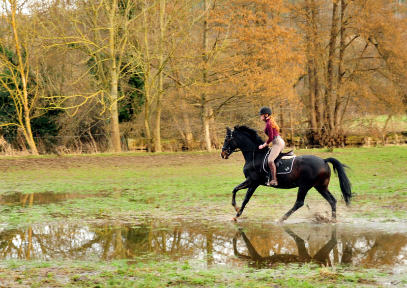 Johanna und unser Prmienhengst Shavalou haben Spa im Februar 2021 - Beate Langels Gestt Hmelschenburg