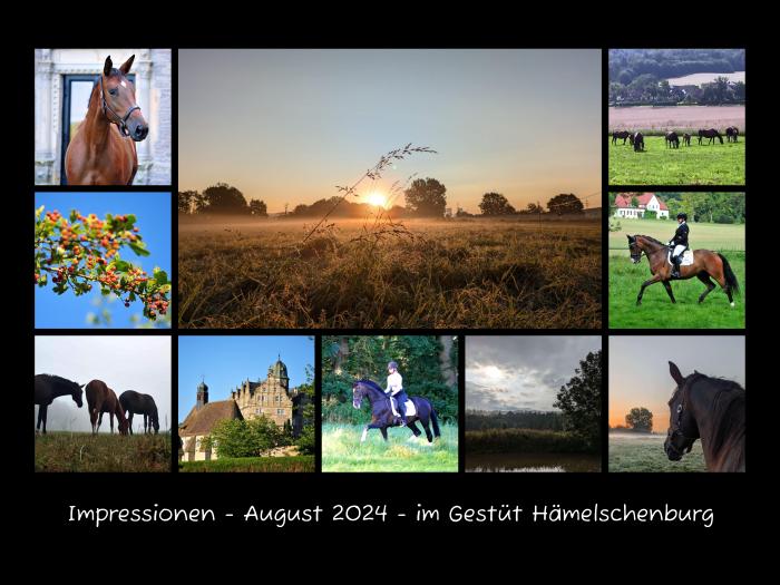 Impressionen - August 2024 - Trakehner Gestt Hmelschenburg  - Foto: Beate Langels