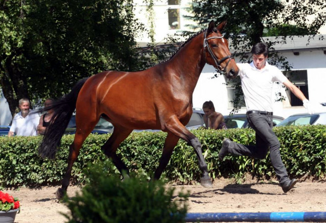  Schwalbenlicht v. Imperio - Exclusiv- copyright Ilonka Danowski, Trakehner 
Gestt Hmelschenburg