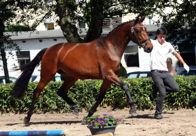  Schwalbenlicht v. Imperio - Exclusiv- copyright Ilonka Danowski, Trakehner 
Gestt Hmelschenburg