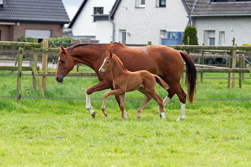 Stutfohlen von High Motion x Lowelas - Foto: Ilka Knapstein