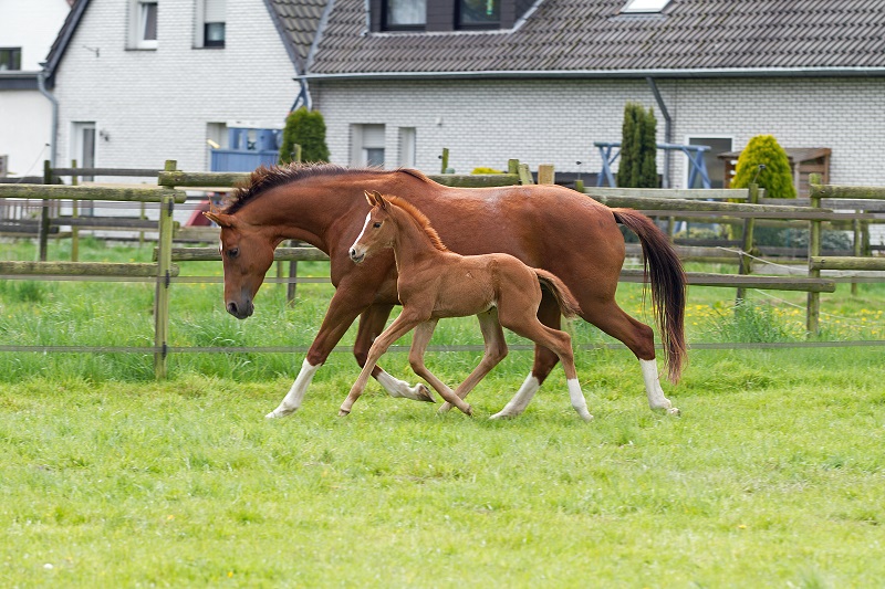 Stutfohlen von High Motion x Lowelas - Foto: Ilka Knapstein