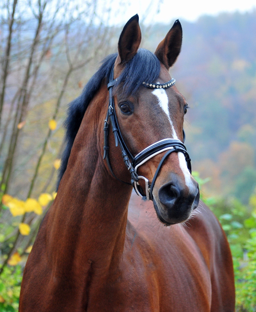 H�melschenburger Impressionen im November 2025 - Trakehner Gest�t H�melschenburg  - Foto: Beate Langels
