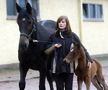 Stutfohlen von Imperio u.d. Elitestute Schwalbenspiel v. Exclusiv, Trakehner Gestt Hmelschenburg - Beate Langels