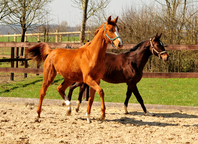 Stutfohlen von High Motion u.d. Pr.u.StPrSt. Schwalbenmagie v. Exclusiv - im Gestt Schplitz 09.04.2018 - Foto: Beate Langels