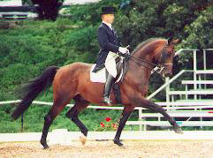 Grand Prix Sieger Showmaster von Kostolany