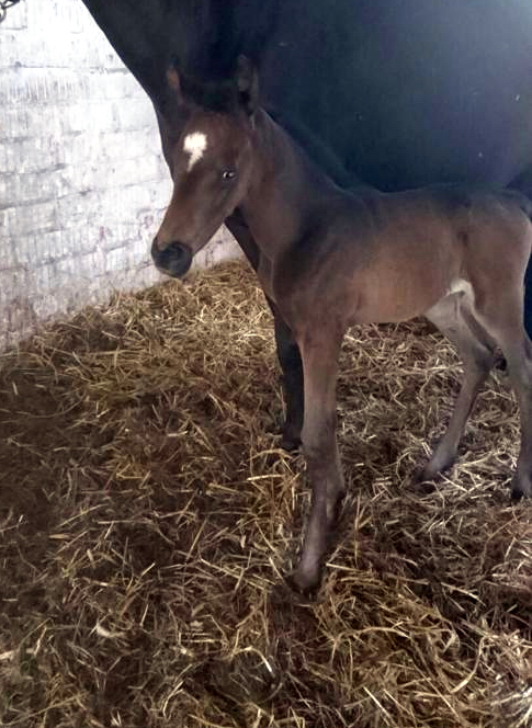 Trakehner Stutfohlen von Saint Cyr u.d. Pr.St. Tempest-Dance v. Hohenstein, Foto: Beate Langels
