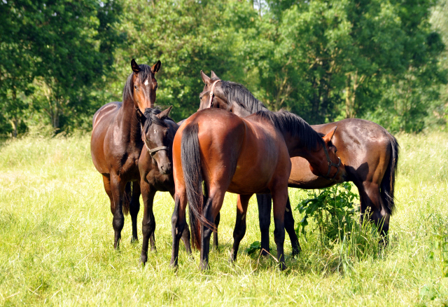 Ein- u. zweijhrige Hengste im Gestt Hmelschenburg - Foto: Beate Langels -  
Trakehner Gestt Hmelschenburg