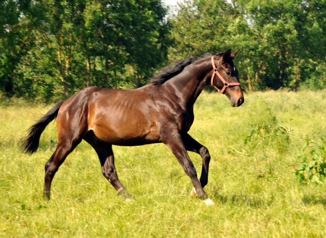 Jhrlingshengst von Saint Cyr im Gestt Hmelschenburg - Foto: Beate Langels -  
Trakehner Gestt Hmelschenburg