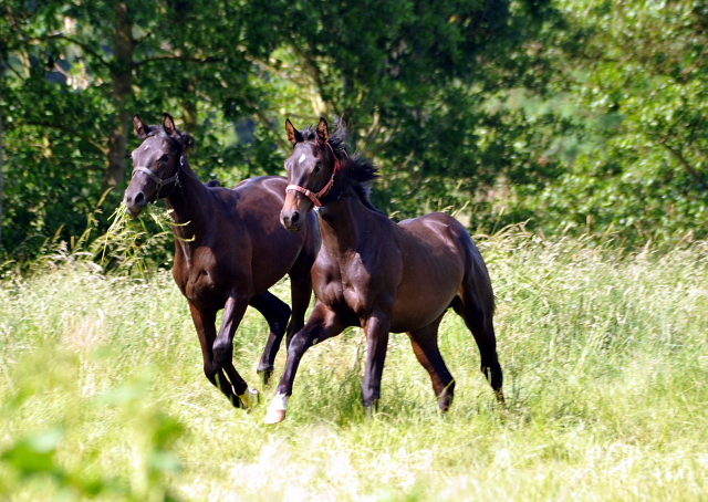 Ein- u. zweijhrige Hengste im Gestt Hmelschenburg - Foto: Beate Langels -  
Trakehner Gestt Hmelschenburg