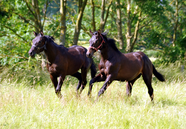 Ein- u. zweijhrige Hengste im Gestt Hmelschenburg - Foto: Beate Langels -  
Trakehner Gestt Hmelschenburg