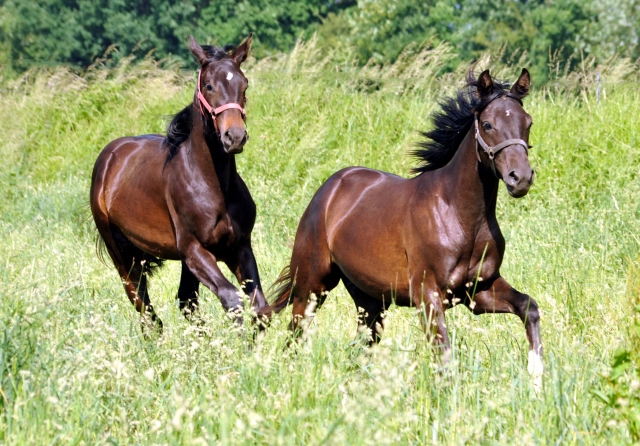 Ein- u. zweijhrige Hengste im Gestt Hmelschenburg - Foto: Beate Langels -  
Trakehner Gestt Hmelschenburg