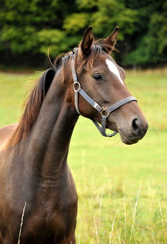 Jhrlingsstuten im September 2013, Foto: Beate Langels, Trakehner Gestt Hmelschenburg - Beate Langels