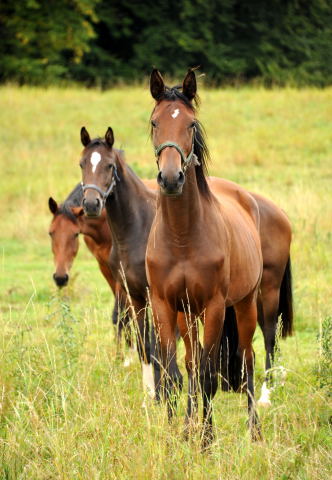 Jhrlingsstuten im September 2013, Foto: Beate Langels, Trakehner Gestt Hmelschenburg - Beate Langels