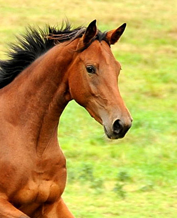 Jhrlingsstuten im September 2013, Foto: Beate Langels, Trakehner Gestt Hmelschenburg - Beate Langels