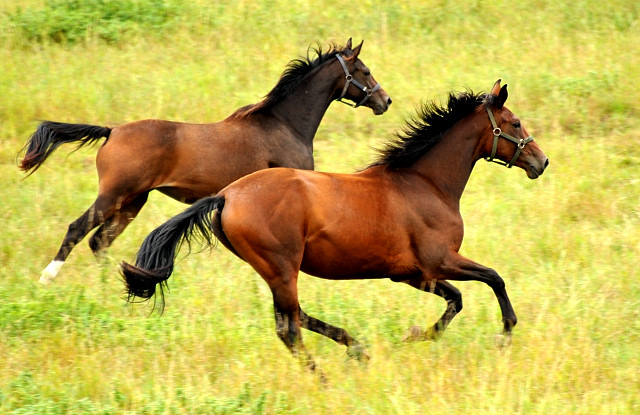 Jhrlingsstuten Schwalbendiva v. Totilas und Schwalbenlicht v. Imperio - im September 2013, Foto: Beate Langels, Trakehner Gestt Hmelschenburg - Beate Langels