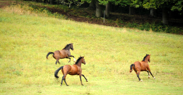 Jhrlingsstuten im September 2013, Foto: Beate Langels, Trakehner Gestt Hmelschenburg - Beate Langels