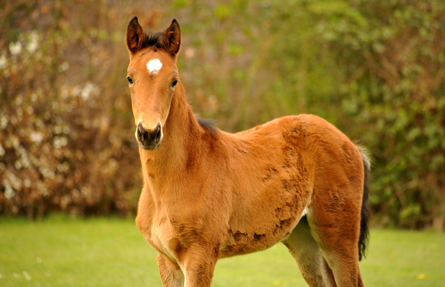 Stutfohlen von Honor du Soir u.d. Karena v. Freudenfest - 22. April 2016  - Foto: Beate Langels -
Trakehner Gestt Hmelschenburg