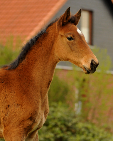 Stutfohlen von Honor du Soir u.d. Karena v. Freudenfest - 22. April 2016  - Foto: Beate Langels -
Trakehner Gestt Hmelschenburg