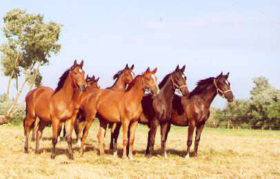 One year old mares in Sch�plitz