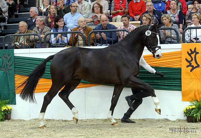 Greenwich Park - 2jhriger Hengst von Saint Cyr x Alter Fritz x Kostolany - Foto: Jutta Bauernschmitt - Trakehner Gestt Hmelschenburg