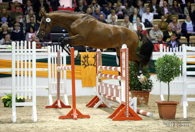 Trakehner Hengst HIGH MOTION von Saint Cyr u.d. Hanna v. Summertime  - Foto: Jutta Bauernschmitt, Trakehner Gestt Hmelschenburg