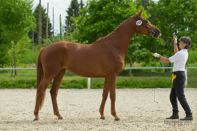 Trakehner Prmienanwrterin Heart & Soul W von Touch my Heart - Foto: Jutta Bauernschmitt